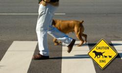 Dog Crossing Signs